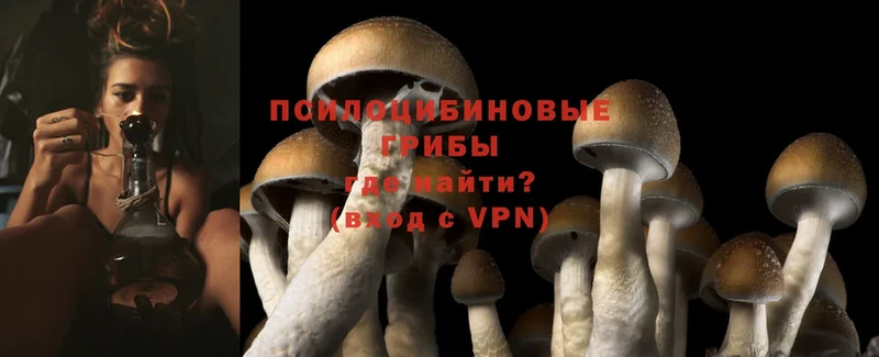 Галлюциногенные грибы Psilocybe  даркнет сайт  Уяр 